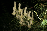 Aconitum lamarckii RCP08-07 068.jpg